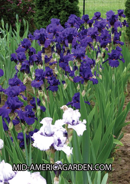 Paul Black | Mid-America Garden